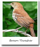 georgia state bird, brown thrasher