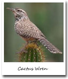 AZ state bird, Cactus Wren