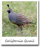 CA State Bird, California Quail