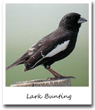 Colorado State Bird, Lark Bunting
