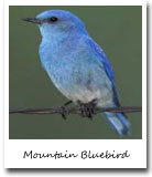 Idaho state bird,Mountain Bluebird
