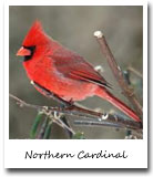 Indiana State Bird, Cardinal (Northern Cardinal)