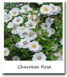 Georgia State Flower, Cherokee Rose