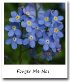 Alaska State Flower, Forget Me Not