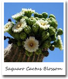 AZ State Flower, Saguaro Cactus Blossom