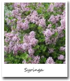 Idaho State Flower, Syringa