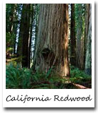 CA State Tree, California Redwood