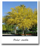 AZ State Tree, Palo verde