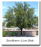Georgia State Tree, Southern Live Oak