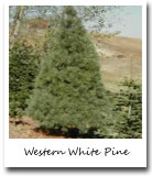Idaho State Tree, Western White Pine