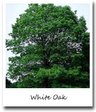 Indiana State Tree, White Oak
