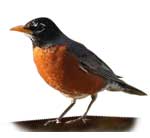Wisconsin State Bird, American Robin