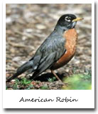 Connecticut state bird, american robin
