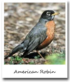 Connecticut State Bird, American Robin