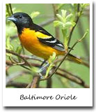 Maryland State Bird, Baltimore Oriole