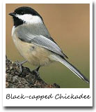 Maine State Bird, Black-capped Chickadee