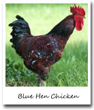 delaware state bird, blue hen chicken