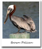 Louisiana State Bird, Brown Pelican