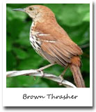 Georgia State Bird, Brown Thrasher