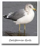 Utah State Bird, California Gull