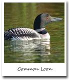 Minnesota State Bird, Common Loon