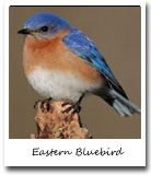 Missouri State Bird, Eastern Bluebird