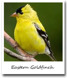 Iowa State Bird, Eastern Goldfinch