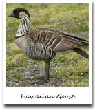 Hawaii state bird, Hawaiian Goose