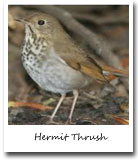Vermont State Bird, Hermit Thrush
