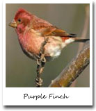 New Hampshire State Bird, Purple Finch