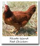 Rhode Island State Bird, Rhode Island Red Chicken