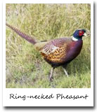 South Dakota State Bird, Ring-necked Pheasant