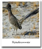 New Mexico State Bird, Roadrunner