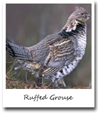 Pennsylvania State Bird, Ruffed Grouse