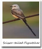 Oklahoma State Bird, Scissor-tailed Flycatcher
