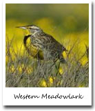 Wyoming State Bird, Western Meadowlark