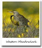 Kansas State Bird, Western Meadowlark