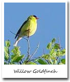 Washington State Bird, Willow Goldfinch