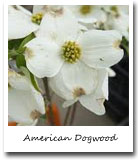 Virginia State Flower, American Dogwood