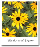Maryland State Flower, Black-eyed Susan