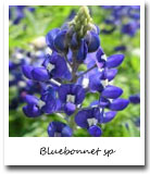 Texas State Flower, Bluebonnet sp