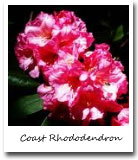 Washington State Flower, Coast Rhododendron
