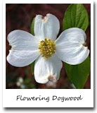 North Carolina State Flower, Flowering Dogwood