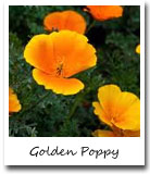 CA State Flower, California golden poppy