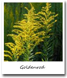 Kentucky State Flower, Goldenrod