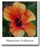 Hawaii State Flower, Hawaiian hibiscus