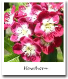 Missouri State Flower, Hawthorn