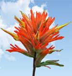 Wyoming State Flower, Indian Paintbrush