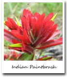 Wyoming State Flower, Indian Paintbrush