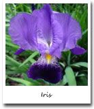 Tennessee State Flower, Iris